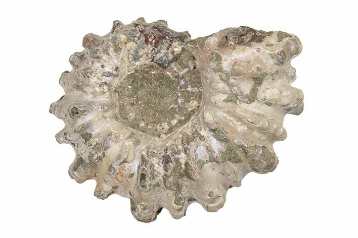 Bumpy Ammonite (Douvilleiceras) Fossil - Madagascar #205031